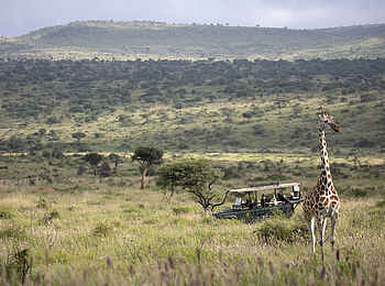 Loisaba Lodo Springs: Pirschfahrt mit Giraffen Begegnung