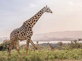 Loldia House: Giraffe