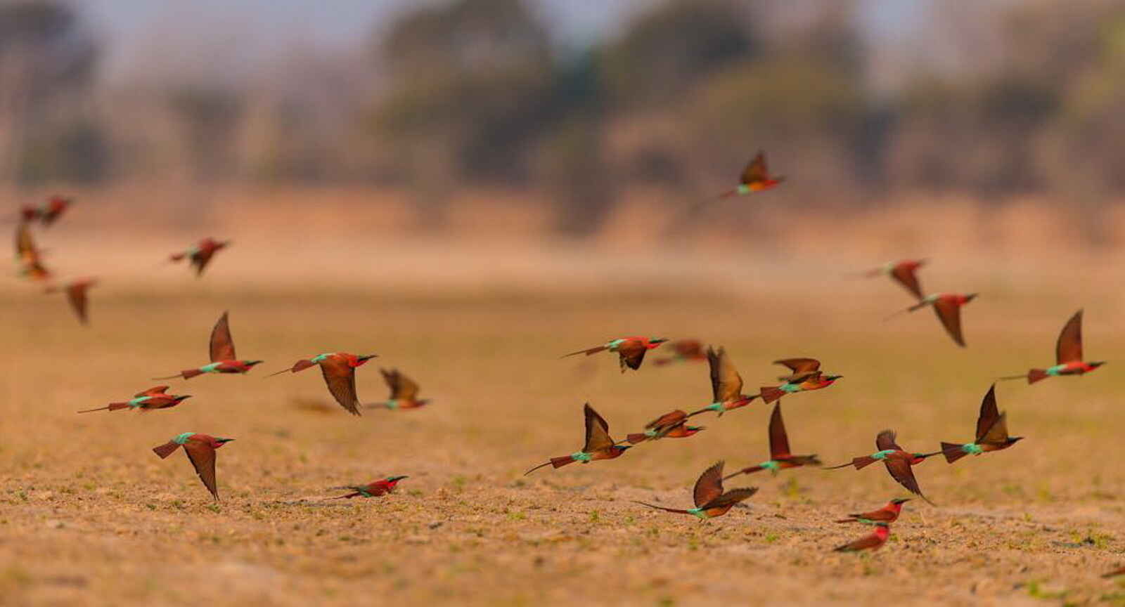 Luambe Camp: Der farbenfrohe Karminspint bevorzugt die sandigen Uferhänge des Luangwa als Brutstätt Luambe Camp: Der farbenfrohe Karminspint bevorzugt die sandigen Uferhänge des Luangwa als Brutstätt