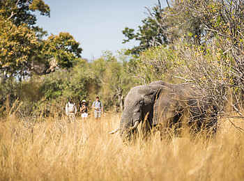 Machaba Camp: Elefanten auf Wandersafari treffen