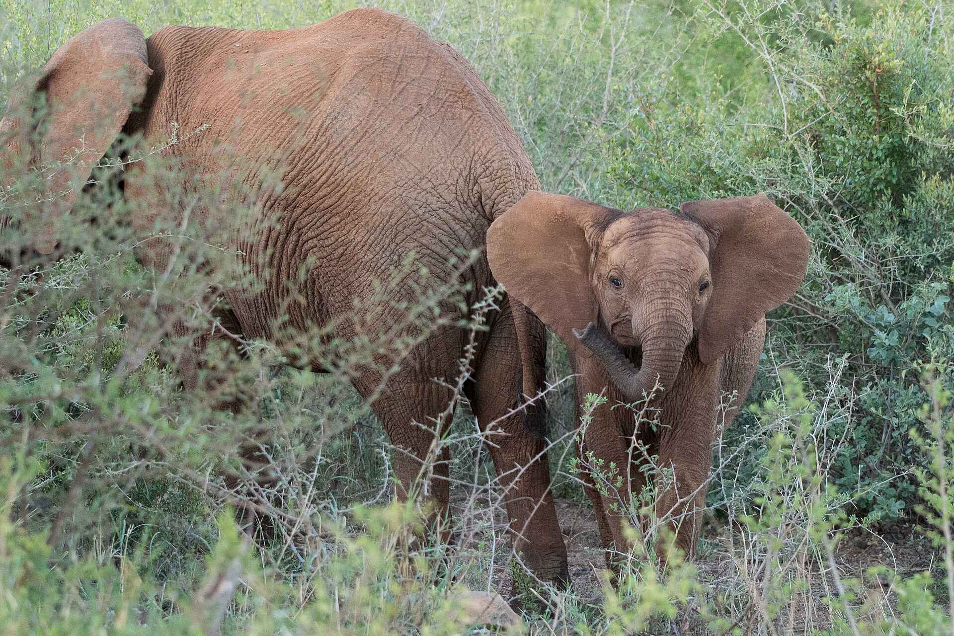 Madikwe Safari Lodge Dithaba: Ein neugieriger Jungelefant