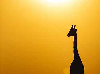 Mara Expedition Camp: Giraffe im Gegenlicht