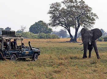 Mbamba: Begegnung mit einem Elefanten bei einer Pirschfahrt Mbamba: Begegnung mit einem Elefanten bei einer Pirschfahrt