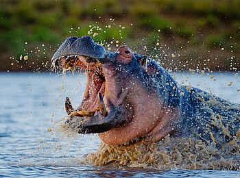 Motswari Game Lodge: Nilpferd im Wasser