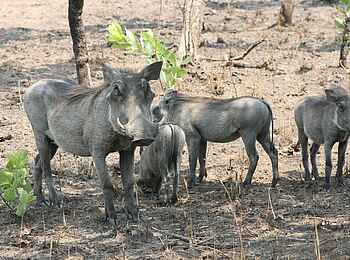 Mukambi Busanga Plains Camp: Warzenschweinfamilie Mukambi Busanga Plains Camp: Warzenschweinfamilie