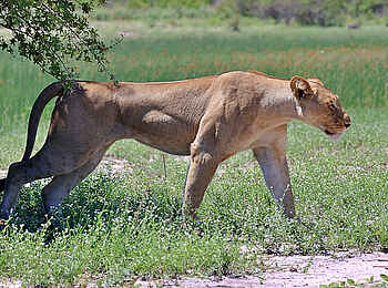 Nkasa Linyanti: Eine Löwin Nkasa Linyanti: Eine Löwin