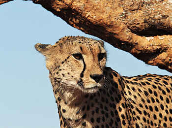 The Royal Madikwe: Gepard
