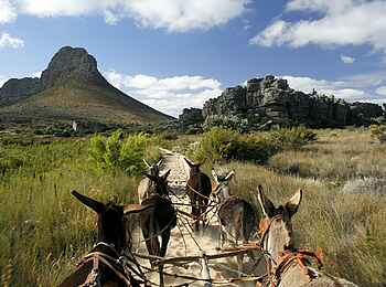 Simbavati Cederberg Ridge Lodge: Ein Heritage Ausflug mit Eselgespann Simbavati Cederberg Ridge Lodge: Ein Heritage Ausflug mit Eselgespann