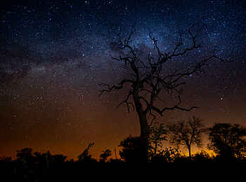Singita Boulders Lodge: Bäume vor Sonnenuntergang