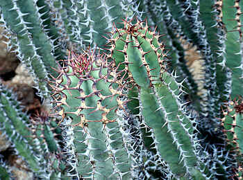 Vingerklip Lodge: Kakteen mit Stacheln im Garten der Lodge