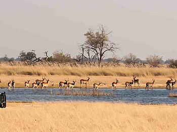 Xakanaxa Camp: Moorantilopen auf einer Schwemmebene