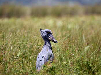 2 Friends Beach Hotel: Schuhschnabel