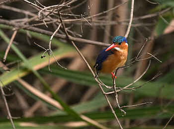 Akagera Game Lodge: Malachite Kingfisher Akagera Game Lodge: Malachite Kingfisher