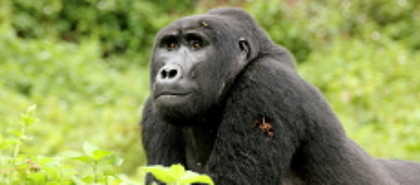 Bwindi Impenetrable Forest