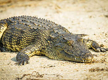 Chobe Savanna Lodge: Krokodil