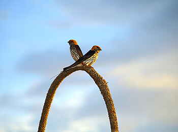 Kyaninga Lodge: Kleine Streifenschwalben Kyaninga Lodge: Kleine Streifenschwalben