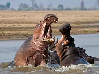 Lion Camp: Kämpfende Flusspferde