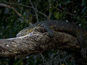 Ntemwa Busanga Bushcamp: Nilwaran