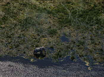 Selinda Explorers Camp: Elefant im seichten Wasser Selinda Explorers Camp: Elefant im seichten Wasser