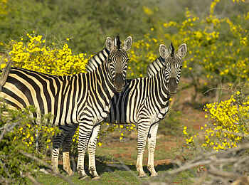 Tuli Safari Lodge Mashatu: Burchell-Zebras