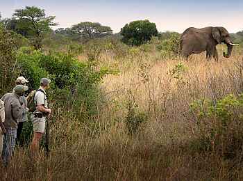 andBeyond Phinda Vlei Lodge: Wandersafri mit Elefant