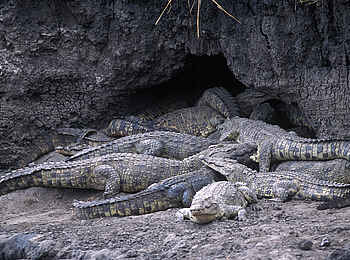 Chada Katavi Camp: Krokodil-Versammlung