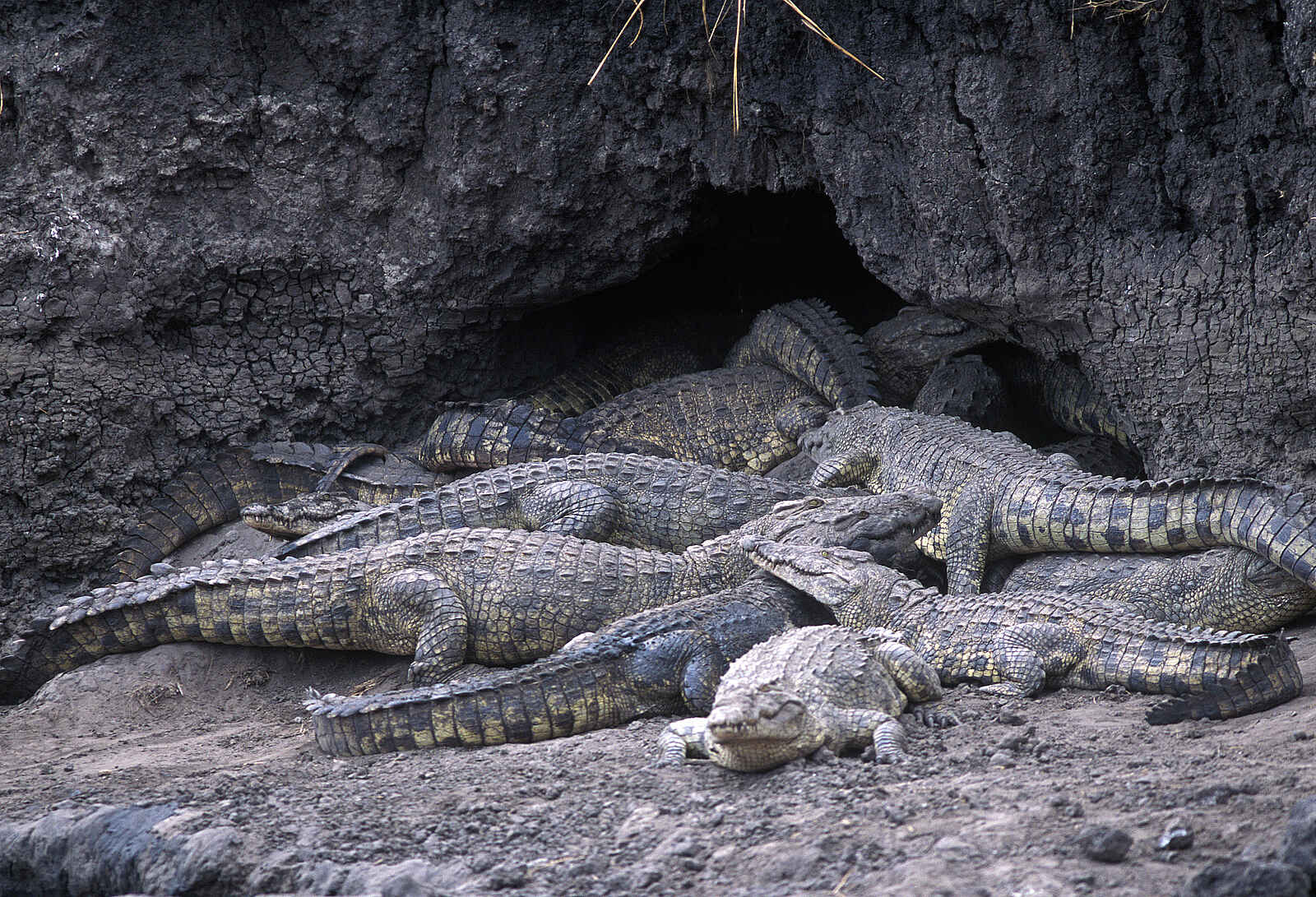 Chada Katavi Camp: Krokodil-Versammlung Chada Katavi Camp: Krokodil-Versammlung