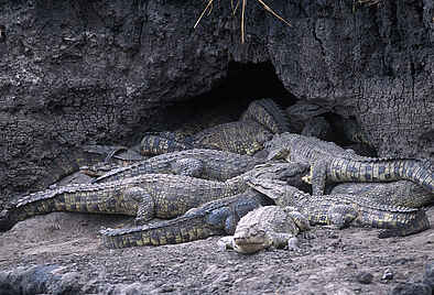 Chada Katavi Camp: Krokodil-Versammlung Chada Katavi Camp: Krokodil-Versammlung