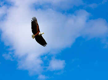 Duba Plains Camp: Adler