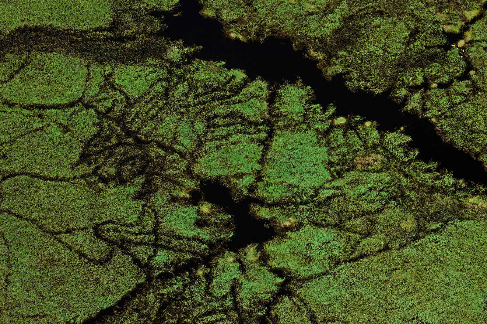 Duba Plains Camp: Von Elefanten durchpflügtes Schilfgebiet Duba Plains Camp: Von Elefanten durchpflügtes Schilfgebiet