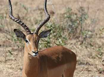 Edo's Camp: Antilope im Porträt Edo's Camp: Antilope im Porträt