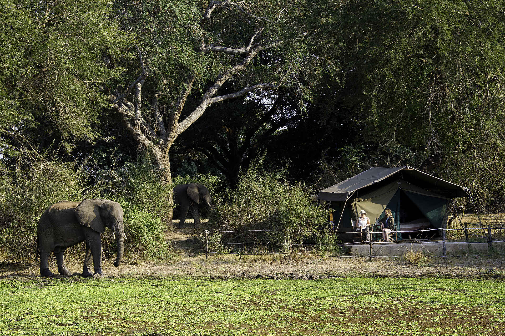 Flatdogs Camp, Luangwa-Tal, South Luangwa National Park, Elefant, Standard-Safari-Zelt, Afrikarma, Afrikarma Safaris, Afrikarma.de
