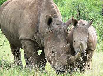GocheGanas: Nashornfamilie