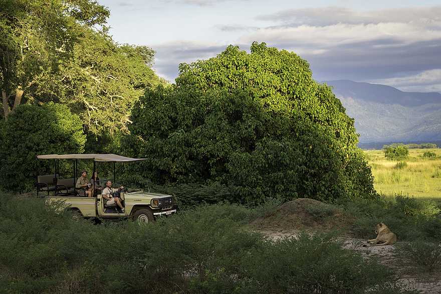 John's Camp: Sichtung einer Löwin John's Camp: Sichtung einer Löwin