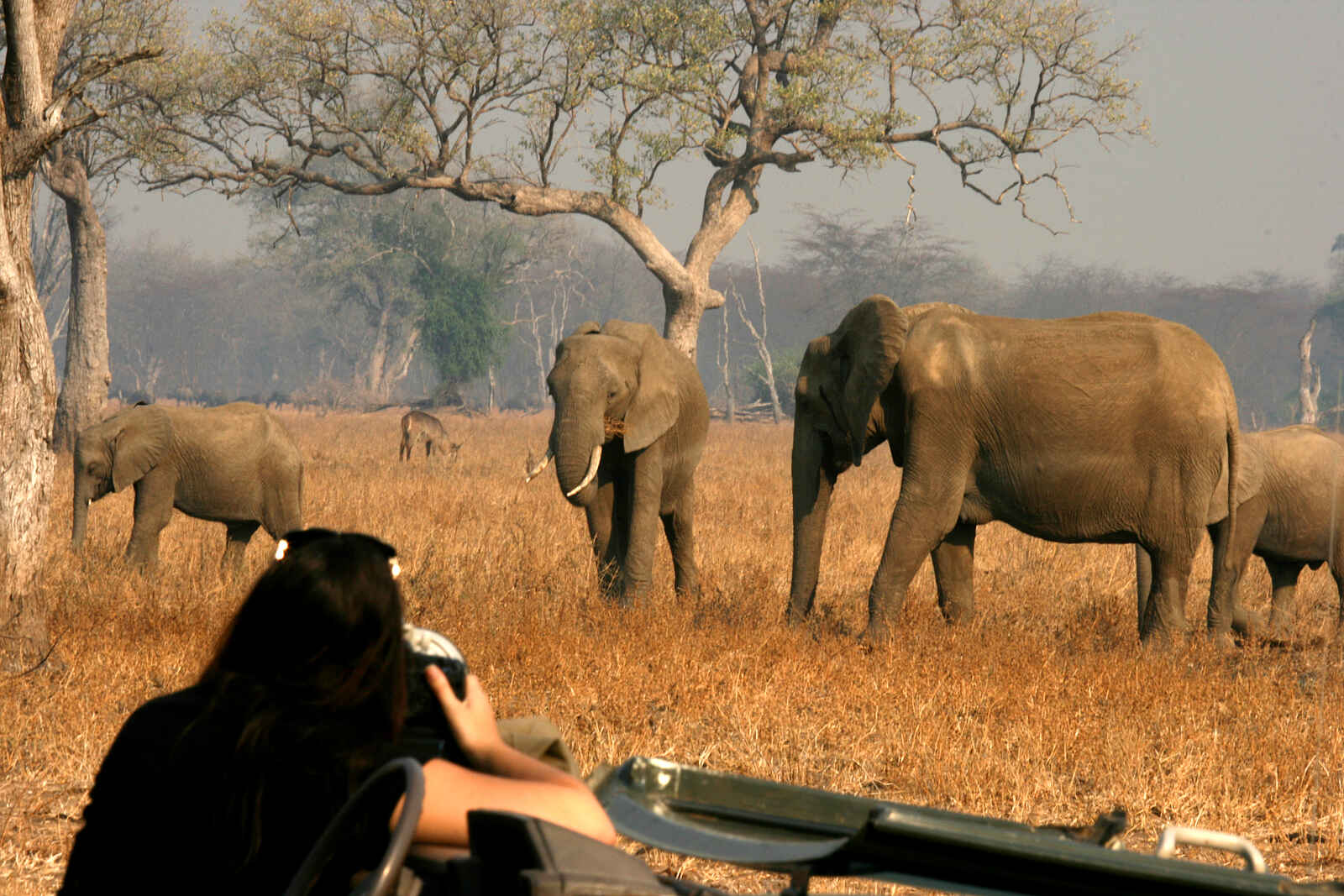 Kaingo Camp: Elefanten Kaingo Camp: Elefanten