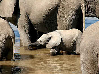 Kaingo Camp: Kleiner Elefant im Schutz der Großen