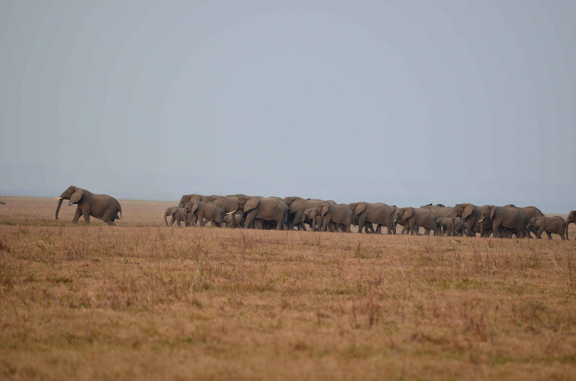 Asilia Africa, Gorongosa National Park, Kubatana Camp, Lake Urema, Mosambik, Elefant, Elefantenherde, Savanne, afrikarma, afrikarma Safaris, afrikarma.de