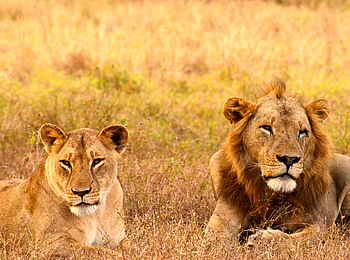 Kubatana Camp: Löwenpärchen