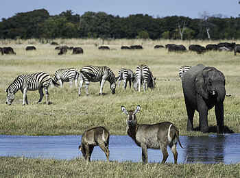 Linkwasha Camp: Gutbesuchte Wasserstelle Linkwasha Camp: Gutbesuchte Wasserstelle