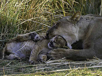 Little Ruckomechi Camp: Löwenmutter mit Löwenkind