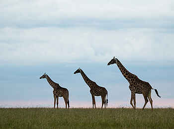 Mara Plains Jahazi: Giraffen