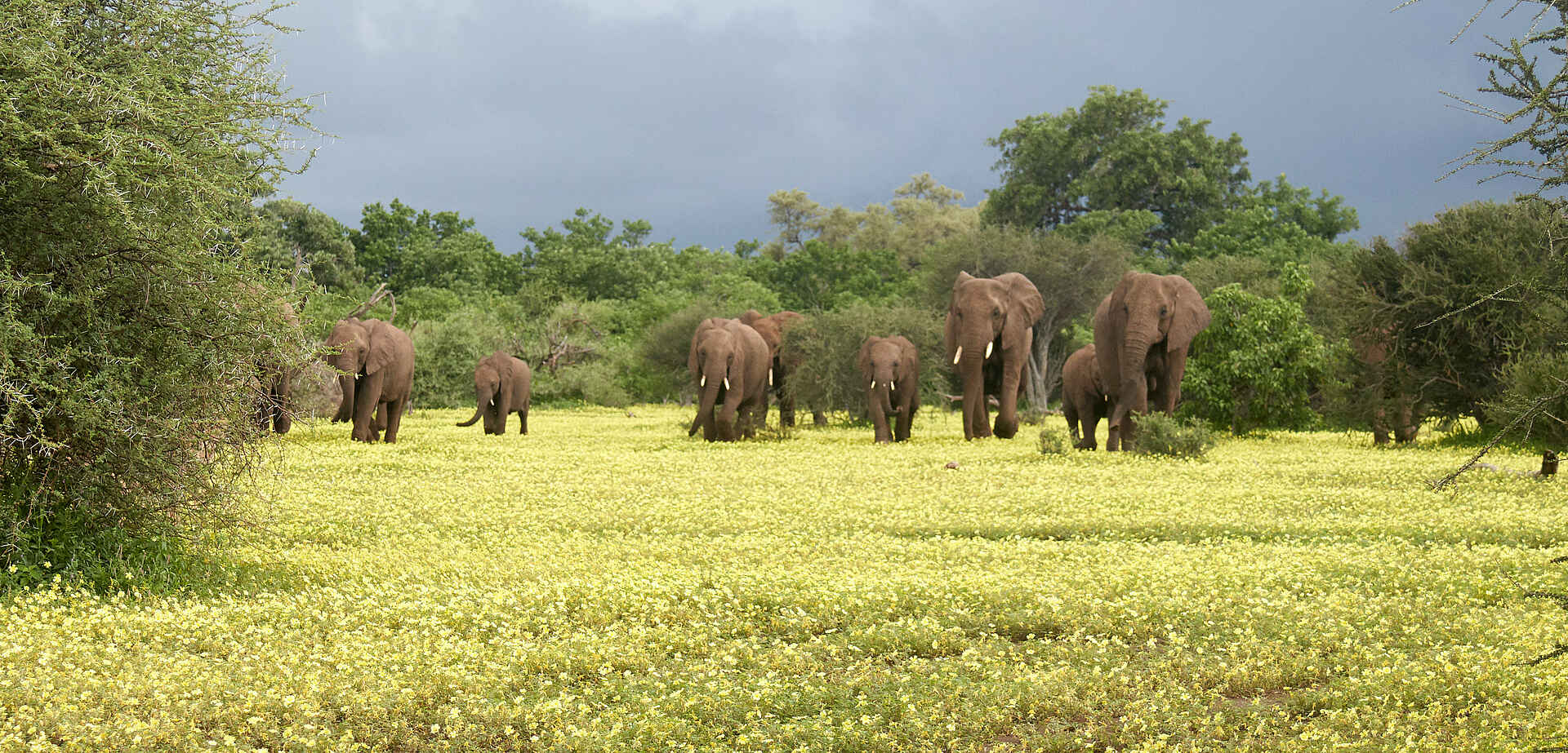 Mashatu Euphorbia Villas: Elefanten auf einem Devil-Thorn-Teppich