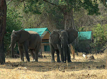 Mdonya Old River Camp: Elefanten im Camp