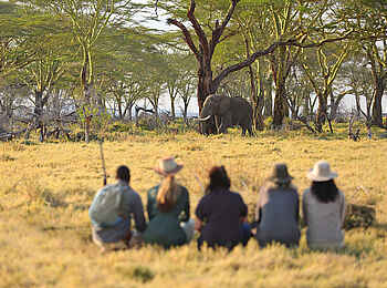 Namiri Plains Camp: Walking Safari mit Elefanten Namiri Plains Camp: Walking Safari mit Elefanten