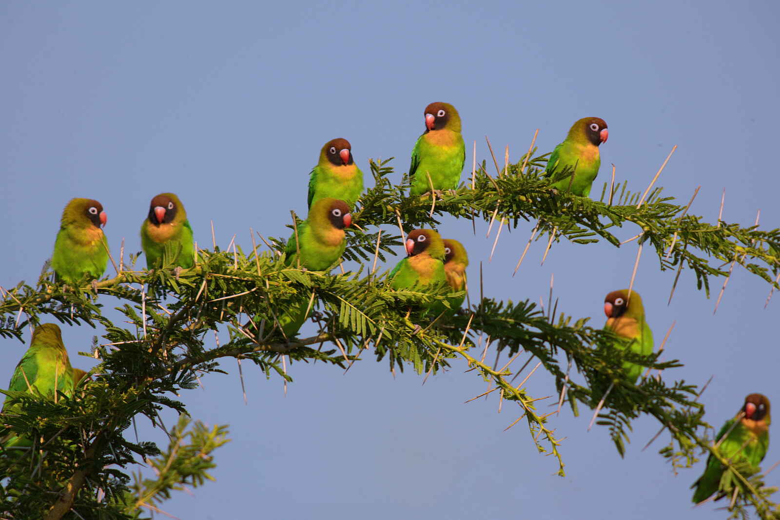 Nanzhila Plains Safari Camp: Black-cheeked Lovebird Nanzhila Plains Safari Camp: Black-cheeked Lovebird