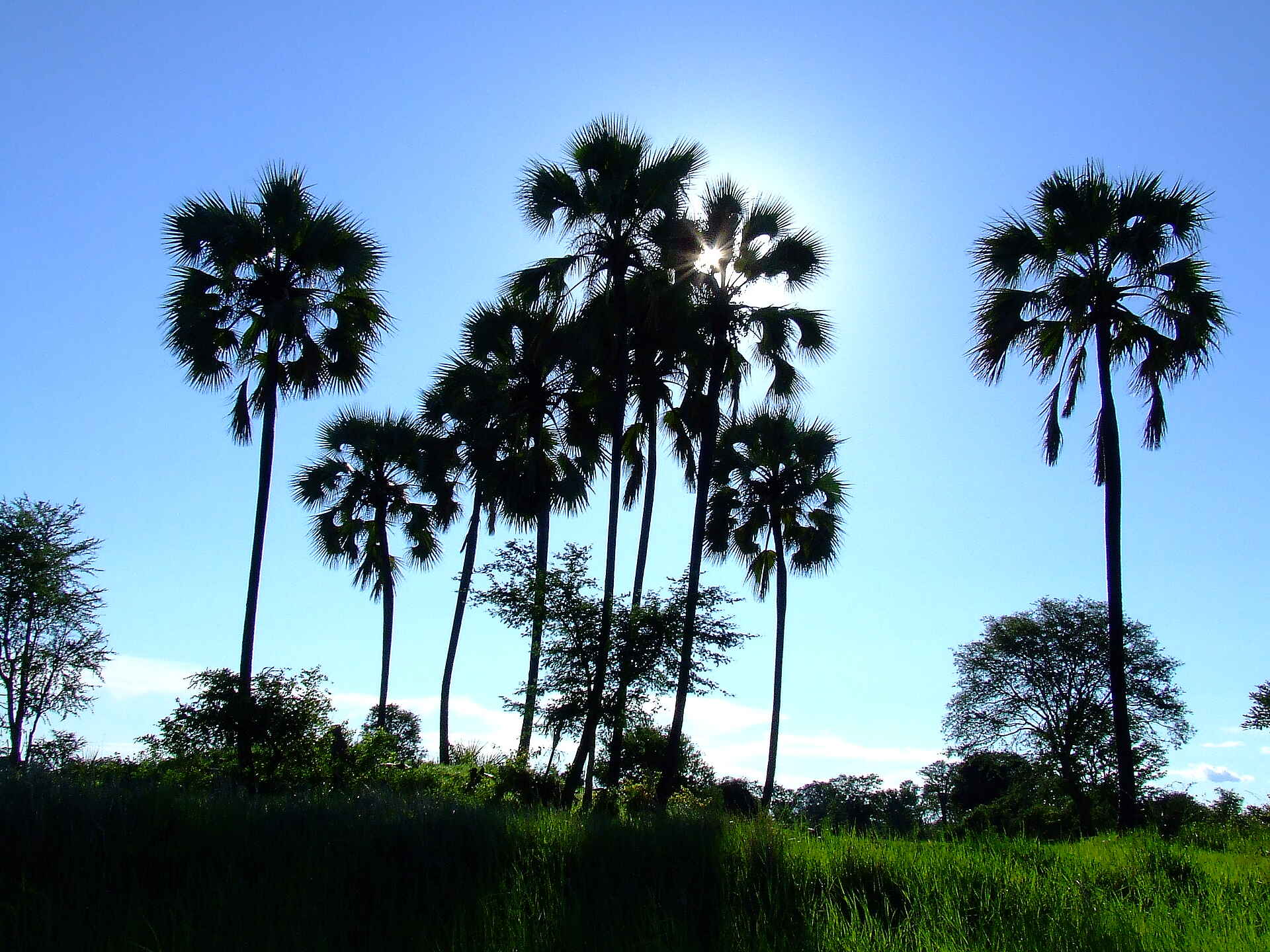 Drainage channel, Kafue National Park, Kanyele River, Kasha River, Kaunga River, Nanzhila Plains Safari Camp, Nkala River, Landschaft, Palmsilhouetten, Afrikarma, Afrikarma Safaris, Afrikarma Safaris - Wildnis. Hautnah., Afrikarma.de
