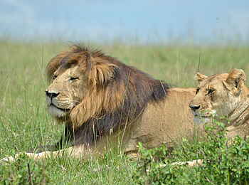 Rekero Camp: Löwenpaar