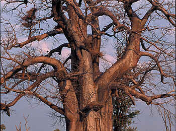 Robin Pope Safaris: Alter Baobab