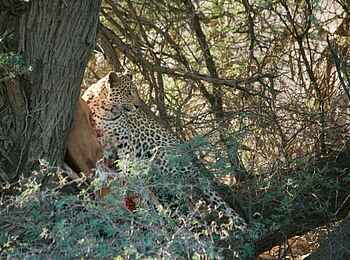 Rooiputs Lodge: Leopard im Baum