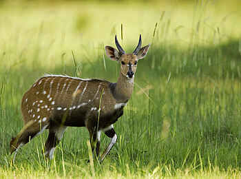 Selinda Explorers Camp: Bushbuck Selinda Explorers Camp: Bushbuck